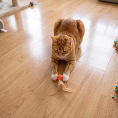 Balle avec plume chat orange entre les pattes avant d’un chat roux étiré au sol