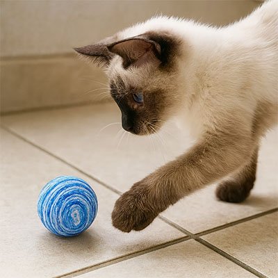 Balle pour chat bleu leger