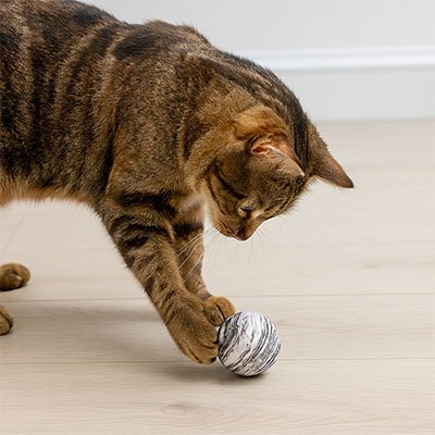 Balle pour chat jouant avec