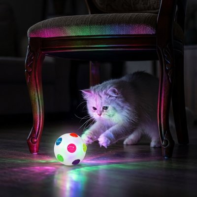 Balle lumineuse chat blanche poursuivie par un chat à poils longs sous une chaise
